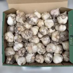 新平戸ニンニク1.3kg — image 1