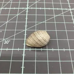 No.55 貝殻　標本　ミスガイ　約2.5cm — image 1