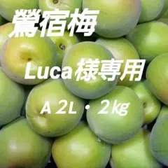 鶯宿梅 、A2Lサイズ 2kg 、 Luca様専用 — image 1