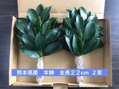 熊本県産　本榊　全長約２２cm　２束 — image 1