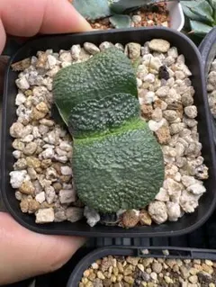 【ガステリア・ザラ肌臥牛　子株付き】 — image 1