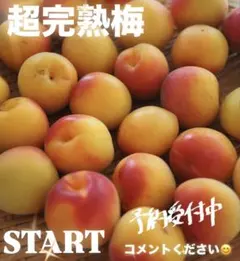 レオマスオ様　5Kg 大粒サイズ — image 1
