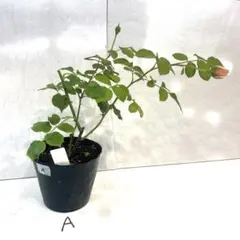 ako♡様 — image 1