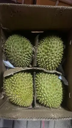 新鲜榴蓮ドリアン　1.5ｋｇ～1.8ｋｇ/1玉 — image 1