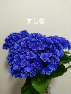 すし様 — image 1