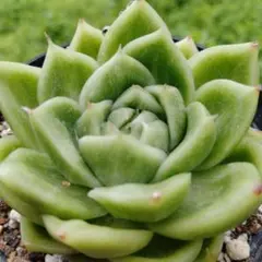 雪峰錦　설봉금 variegated — image 1