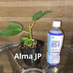 いちじく苗　アルマjp 鉢上げ済み　匿名配送 — image 1