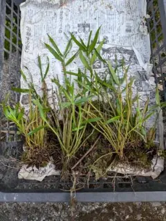 山野草、ラン科植物、着生ラン [ セッコク ] ５塊 — image 1