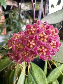 Hoya davidcummingii デビッドクミンギー — image 1