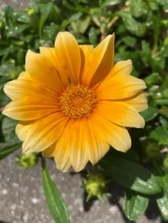 ガザニア　ビースト　挿し芽苗（発根済）　３株セット — image 1