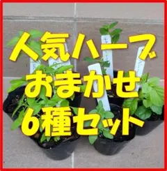 無農薬育ち！ミント・タイム・オレガノなど人気ハーブ苗 おまかせ6種セット — image 1