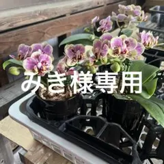 みき様専用 — image 1