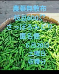 農薬無散布　枝豆600gさっぽろみどり6月20日 土曜日 収穫分 匿名便ネコポス — image 1