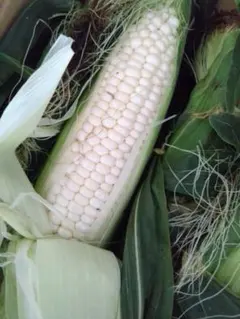 追加分です — image 1