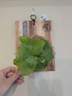 リドレイ ワイルド 板付け｜穴加工・焼印入り｜第4種郵便｜育成ガイド付き — image 1