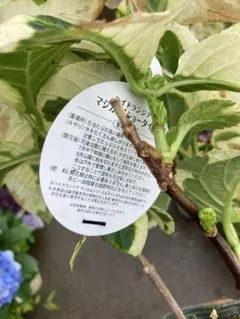 りーちゃん様専用　送料 — image 1