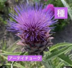 Yuu様 リクエスト 2点 まとめ商品 — image 1
