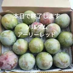ソルダム　アーリーレッド — image 1