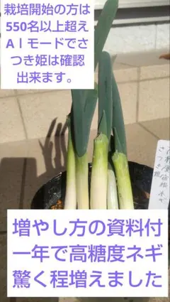 高糖度宿根ネギさつき姫5本入り — image 1
