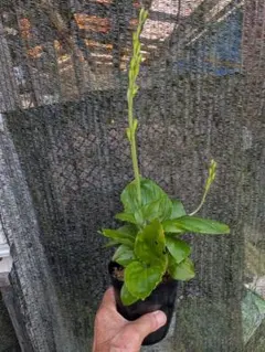 山野草、ラン科植物、地生ラン [ クモキリソウ ] 大小５株程 — image 1