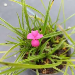 アッツ桜　写真の苗を発送　花苗 — image 1