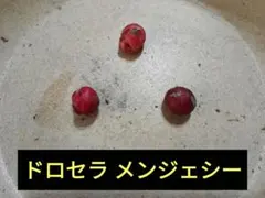ドロセラ メンジェシー　球根３個 — image 1