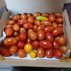 信州産アイコ　箱込み約１・4㌔　農薬不使用 — image 1