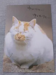 猫のメッセージポストカード 3枚セット — image 1