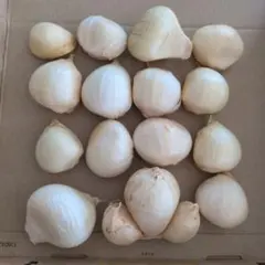 ジャンボニンニク — image 1