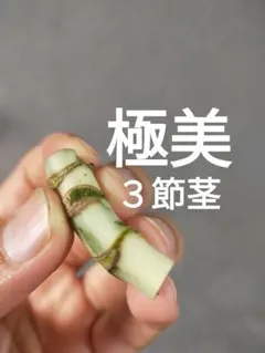 【A37】斑入りモンステラ ホワイトタイガー カット茎 成長点3つ — image 1