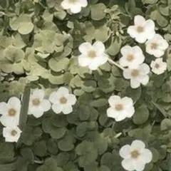 ゆう様専用 — image 1