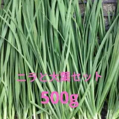 無農薬新鮮なニラ 収穫したて — image 1