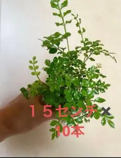 人気♡シマネトリコ☆抜き苗１５センチ✖️10本♡元気苗 — image 1