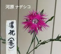 HETA様 リクエスト 3点 まとめ商品 — image 1