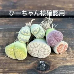 ひーちゃん様 — image 1