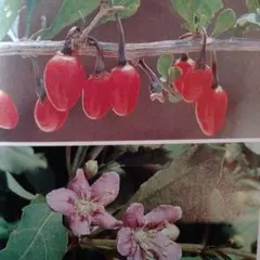 クコの苗貴方も薬用植物クコに挑戦しませんか?開花株 — image 1