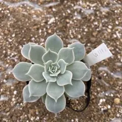 ココロ — image 1