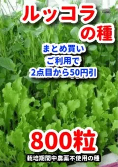 ルッコラの種【800粒】⭕️ — image 1