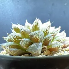 ハオルチア　ミラーボール — image 1
