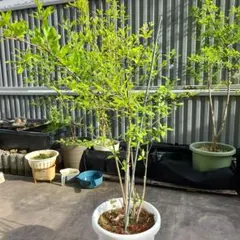 ザクロの木 鉢植え 果樹 苗木 — image 1