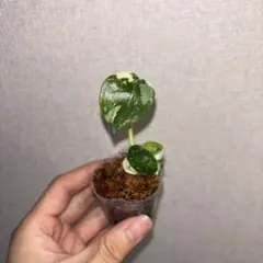 モンステラ　タイコン — image 1