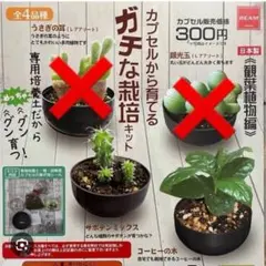 ガチな栽培キット サボテンミックス コーヒーの木 — image 1