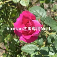 蓮紙【hirotanさま専用No.1】 — image 1