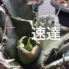 速達　M※※*様 — image 1