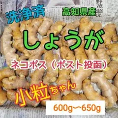 高知県産　洗生姜　小粒ちゃん　ネコポス — image 1