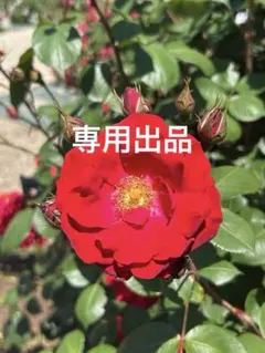 専用出品 — image 1
