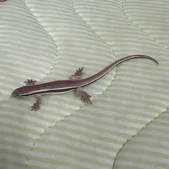 トカゲ　フィギア　マグネット付き　ちー子様用 — image 1