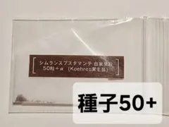 ①種子 シムランスブスタマンテ 自家受粉 50粒+ — image 1