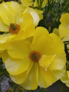 ラナンキュラスラックス　ピタロスＡ — image 1