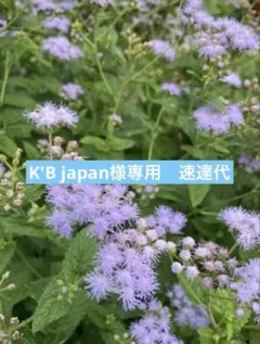 K'B japan様専用　速達代 — image 1